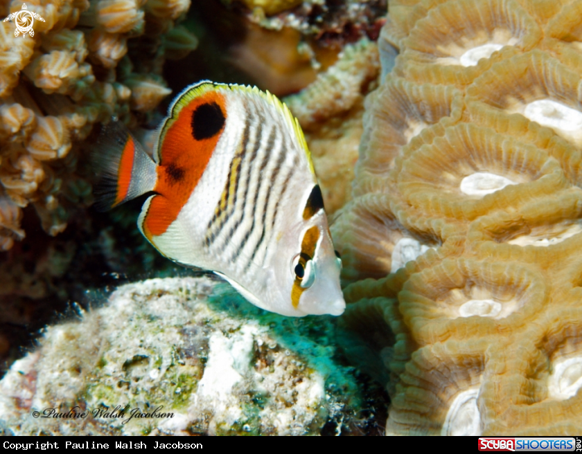 A Eritrean or Crown Butterflyfish