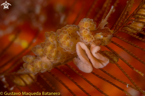 A Nudi haciendo la puesta