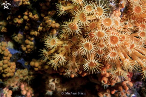 A Parazoanthus axinellae | Margherite di mare - sea daisy