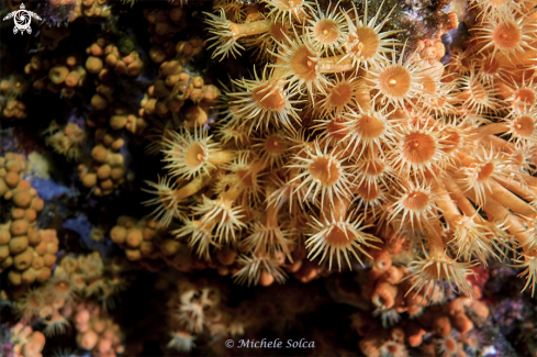 A Margherite di mare - sea daisy