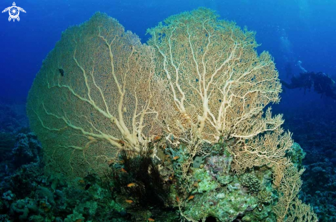 A Gorgonian