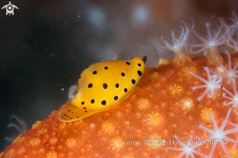 A Primovula panthera  | Cowrie