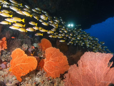 A yellow strip fish & sea fan coral 