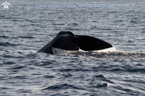 A humpback whale