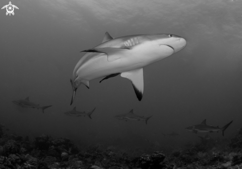 A Grey reef sharks