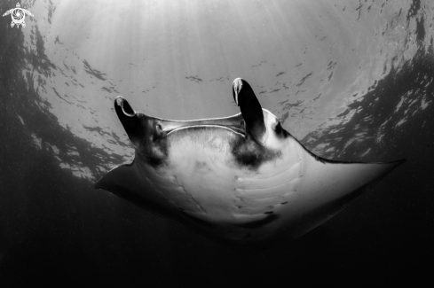 A Manta Ray