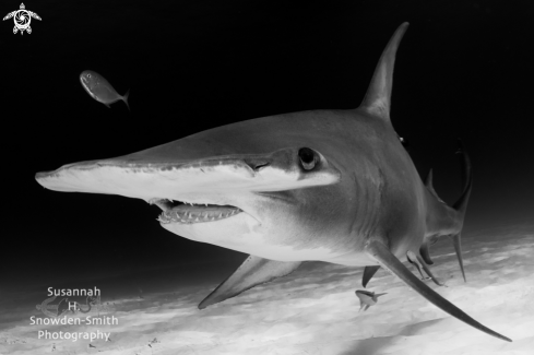 A Sphyrna mokarran | Great Hammerhead