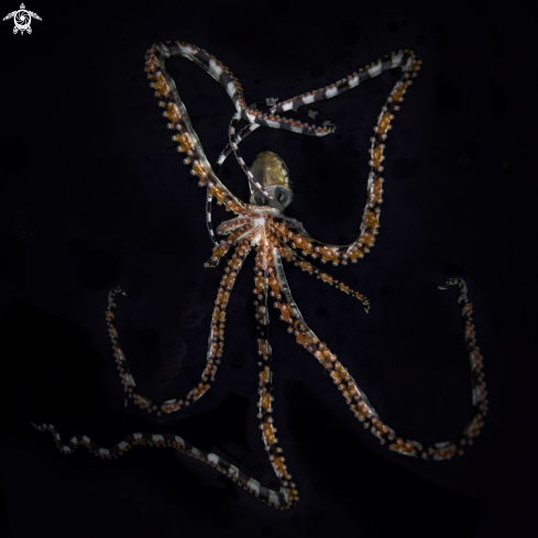 A (Wunderpus photogenicus)  | wonderpus