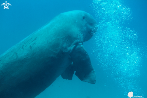 A Dugong