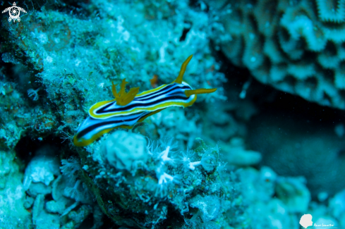 A Chromodoris quadricolor