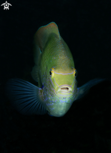 A White Damselfish