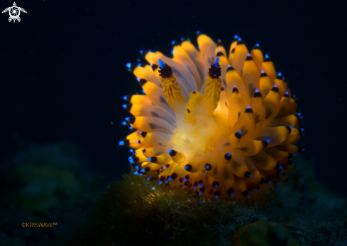 A Janolus sp. | Nudibranch