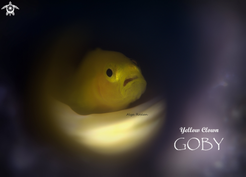 A Yellow Clown Goby