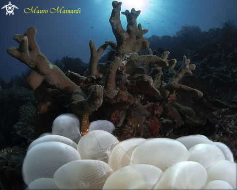 A Bubble coral shrimp