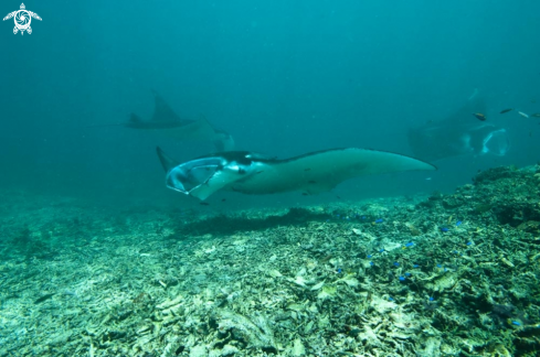 A manta ray