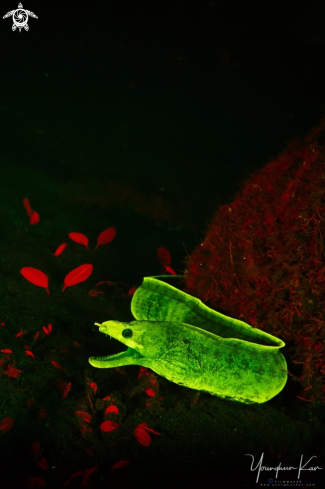 A Moray eel