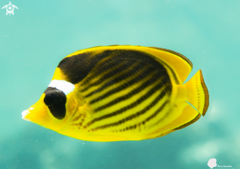 A Chaetodon