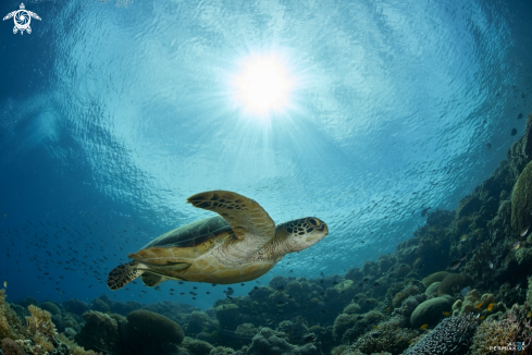 A Green sea turtle