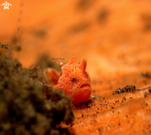 A Frog Fish