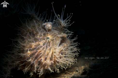 A hairy frogfish | hairy frogfish