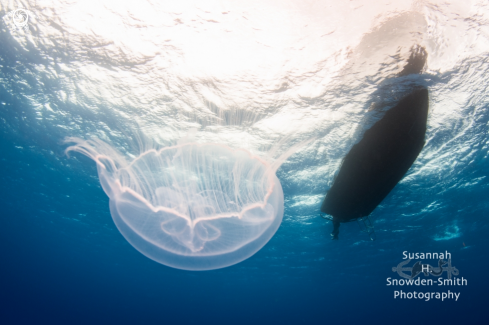 A Moon jellyfish