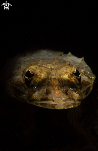 A Flathead