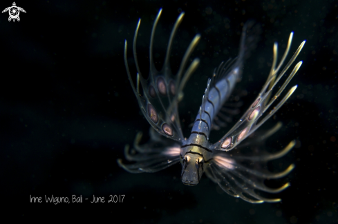 A juvenile lion fish