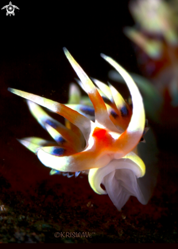 A Facelina rhodopos (?) | Nudibranch