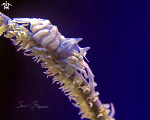 A whip coral shrimp