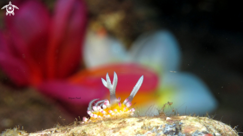 A Cadlinella ornatissima | Cadlinella ornatissima