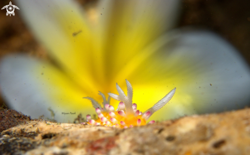 A Cadlinella ornatissima