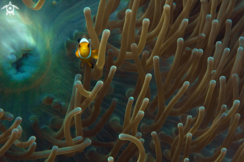 A Amphiprioninae | Clownfish