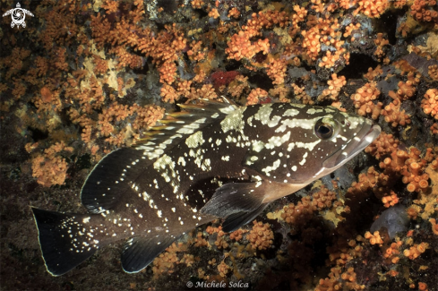 A Epinephelus marginatus | Cernia bruna