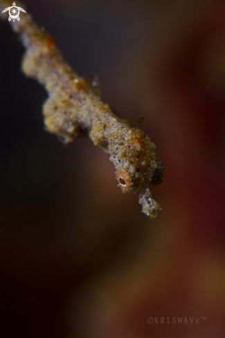 A Lembeh Sea Dragon