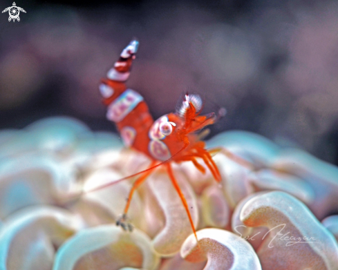 A sexy shrimp