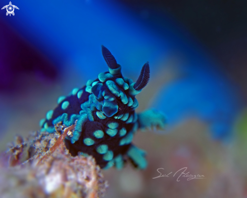 A nudibranch