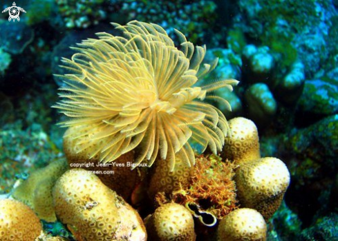 A Tube Coral