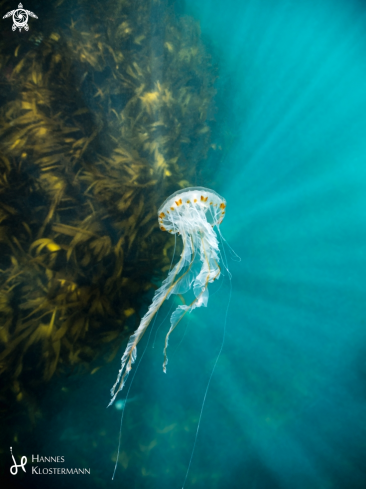 A Chrysaora hysoscella | Compass Jellyfish