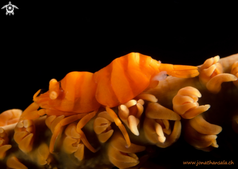 A Whip Coral Shrimp