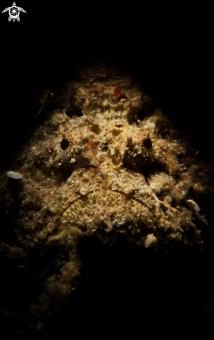A Reef Stonefish