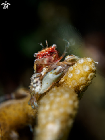 A Porcelain Crab