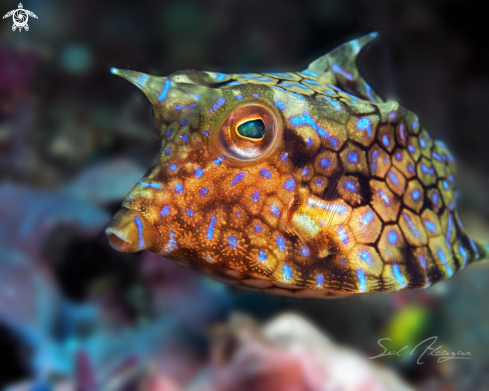 A cowfish