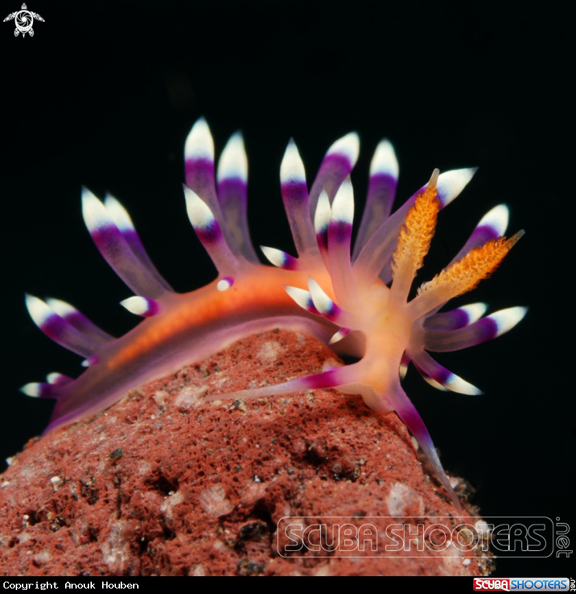 A Desirable Flabellina nudibranch