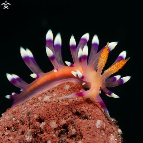 A Desirable Flabellina nudibranch