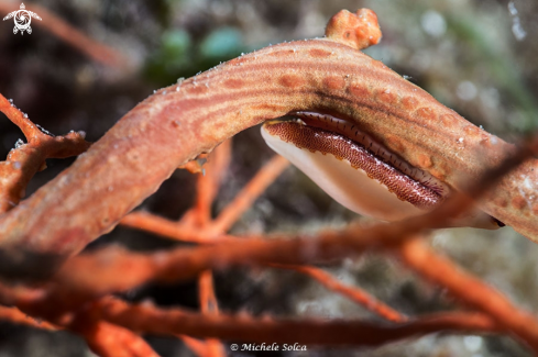 A Simnia spelta on Leptogorgia sarmentosa | Simnia spelta