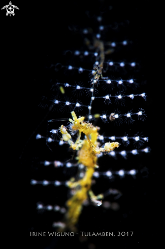 A skeleton shrimp