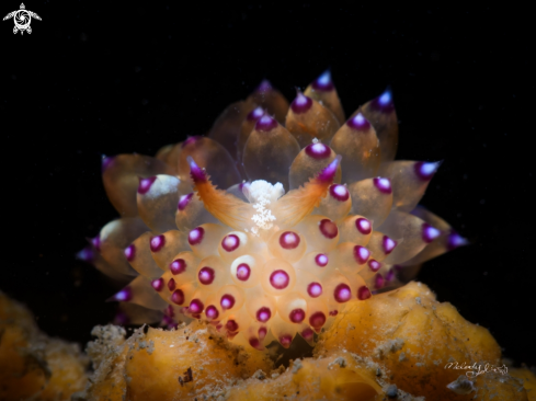 A Nudibranch