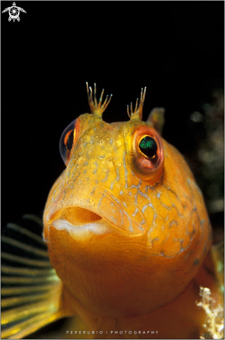 A Parablennius pilicornis | Ringneck blenny - female