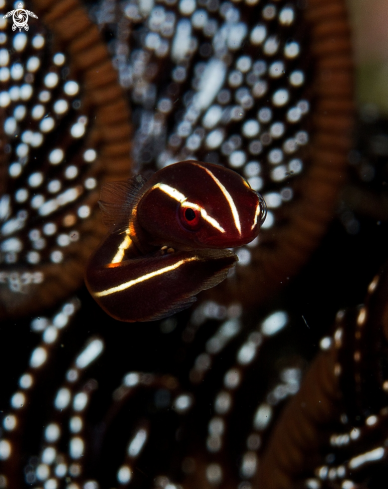 A Crinoid Clingfish