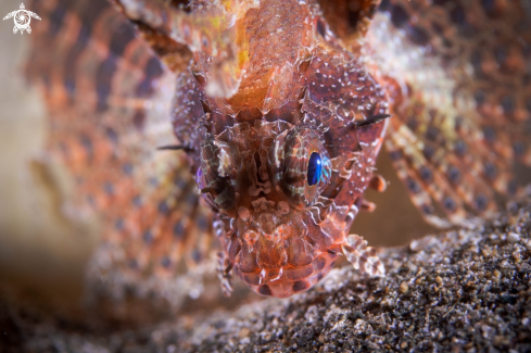 A Scorpionfish | FISH